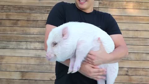 Do Pigs Really Scream When You Pick Them Up (The Truth Behind the Myth)