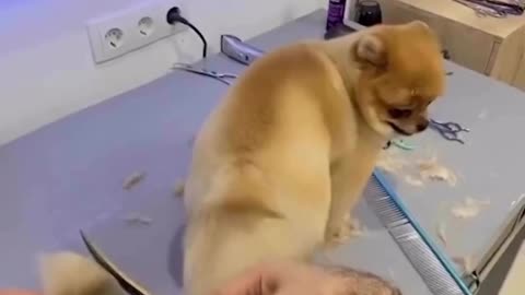 #Shaving dog hair😍😍