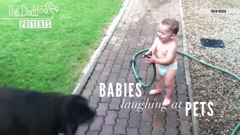 Babies Laughing At Pets