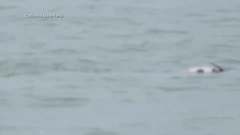 Dolphin gets attacked by shark at California beach