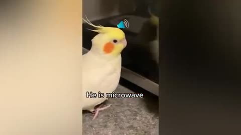 SMART AND FUNNY PARROTS - TRY NOT TO LAUGH 🦜🐦😂| Funny Pets