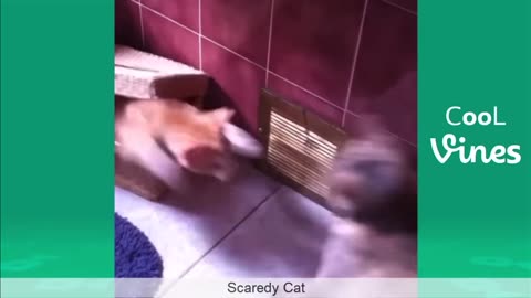 one cat scares the other