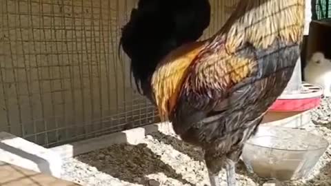 Un gallo pazzo