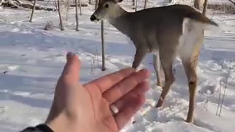 Deer tries to eat me__