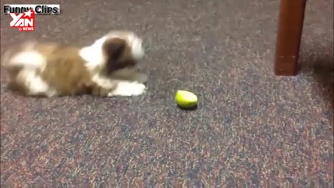 Training dogs eat lemon