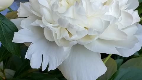 Elegant Large White Peony