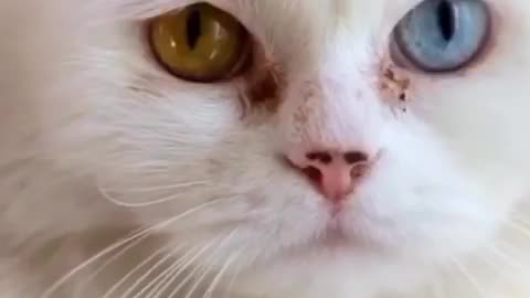 Laugh-Out-Loud Cats: Hilarious Compilation of Silly Feline Antics