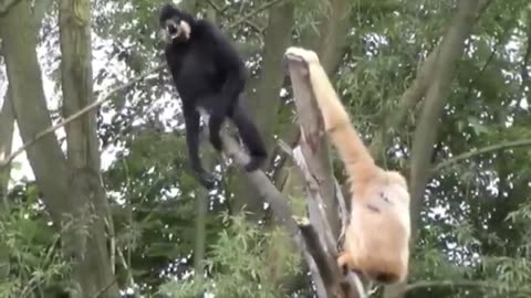 Cute Gibbons Playing & Climbing