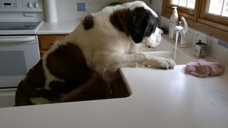 Saint Bernard drinking from kitchen sink