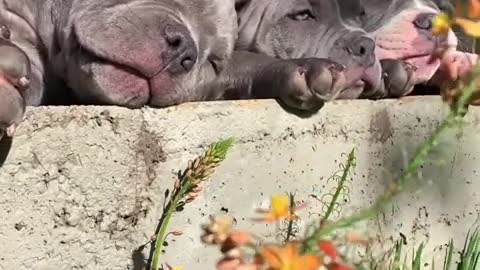 Look At Them 🤩🤩 The American Dog Bullys More Than Special ❤️