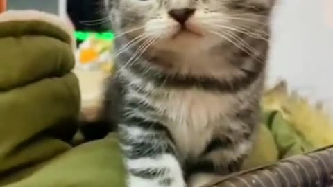 Awww Cute Kitten Cat Funny Cat Video