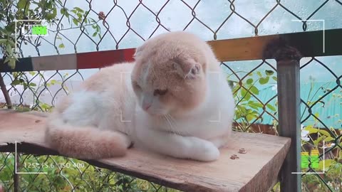 How British Shorthair Cat Reacts When Seeing Stranger - Running or Being Friendly_ _ Viral Cat