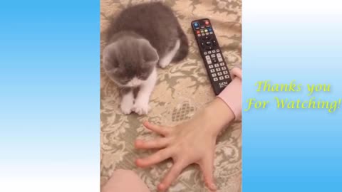 Funny and Cute Cat's Life 👯😺