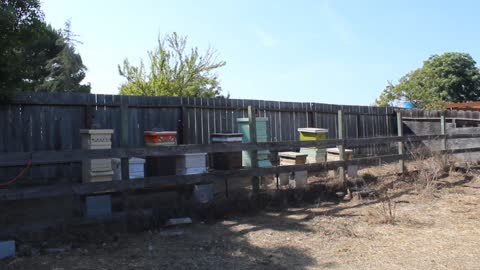 BB&H apiary 2021