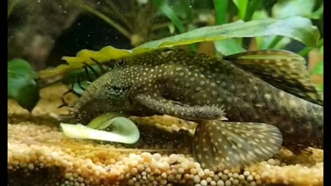 Pleco Feeding