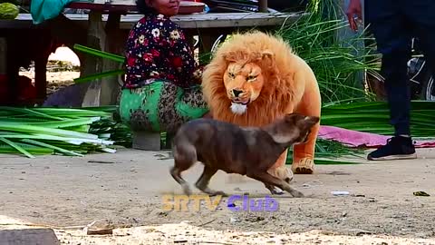 Best Prank Collection Top 15 - Fake Lion Prank Real Dog Super Funny - Try Not To Laugh Challenge