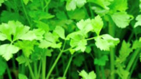 Celery Herb Benefits