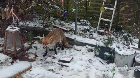 Snowy fox.