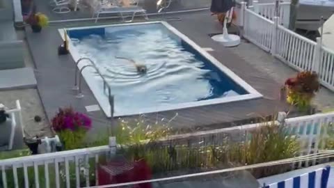 Lab climbs fence to swim in neighbors pool