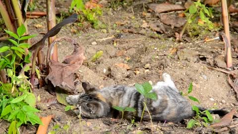 Kittens play fighting 😸😻