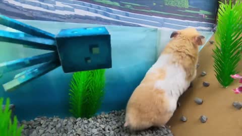 Hamster Escapes The Awesome Minecraft Maze With Underwater Obstacle Course9