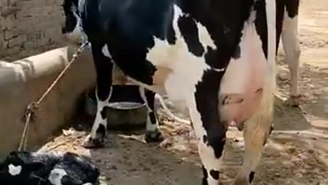 Australian cows in Pakistan