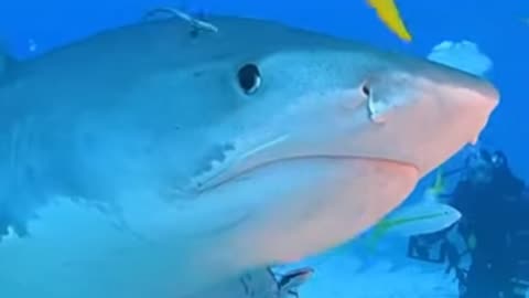 TIGER SHARK WINK