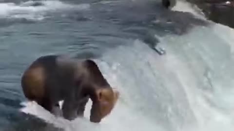 Bear Catching Fish