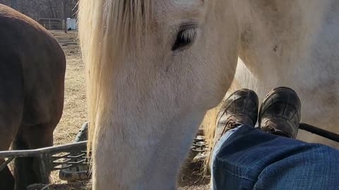 Funny horse using his nose to play