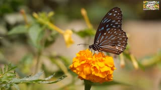 butterfly and flower