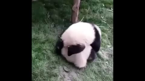 Cute Animals - Cute Baby Panda Videos Compilation