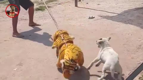 Troll Prank dog & fake Lion and Fake Tiger Prank To dog | Videos Troll 2021