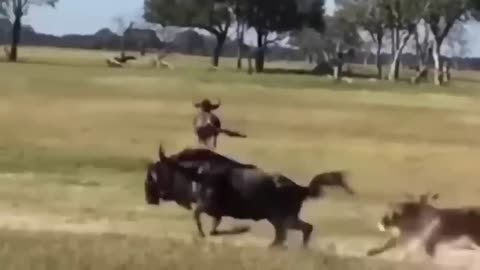 Lion Died suddenly When Confronting Carzy Buffalo Herd - Lion Vs Buffalo, Willdebeest