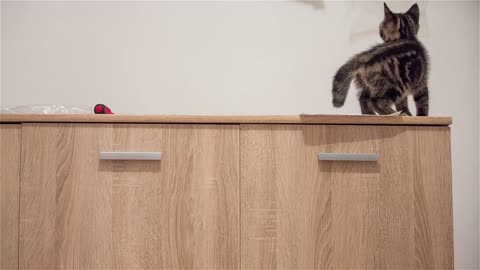 Baby kitten walk on top of wooden closet