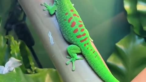 Beautiful gaint day gecko.phelsuma grandis