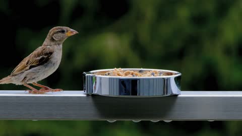 Bird cheeky sparrow feeding curious plumage