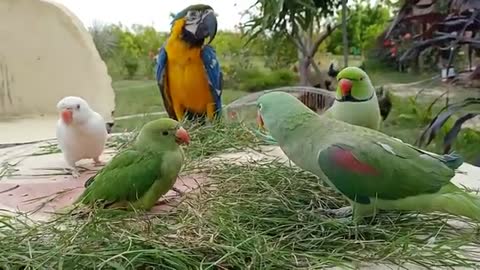 Talking Parrot Greeting Baby Parrot