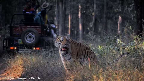 Khursapar Pench Female Tirgess T 65