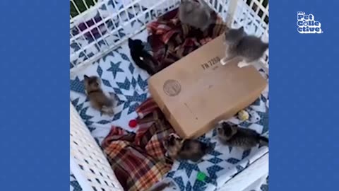 20 Minutes of Adorable Kittens 😍 BEST Compilation