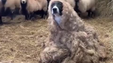 Dog Undercover