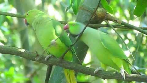 Redneck Parrot's Nature In Plants