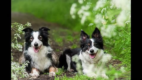 Top 10 Dog-Friendly Dog Breeds