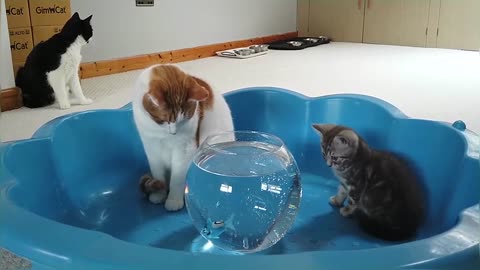 Kitten Reacts To Robo Fish