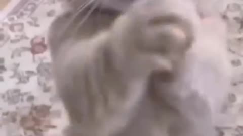 Funniest Cat Video