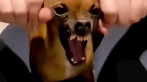 funny dog acts,can,t stop to laught,