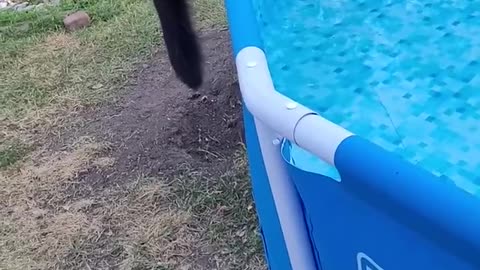 Startled Kitty Falls Into Pool | Viral 2024 #Funny #Cute