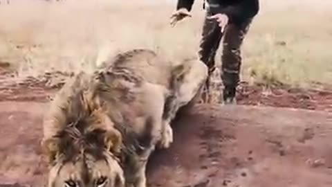 Scaring a Lion-- _shorts