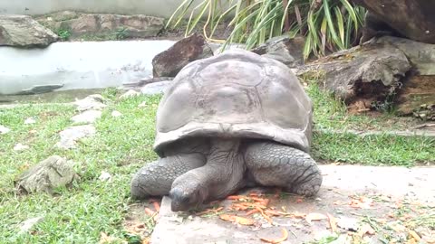 wow how to look a big tortoise in zoo negara of malaysia.