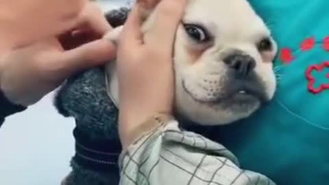 FUNNY DOGS REACTION TO VET, AND INJECTION.