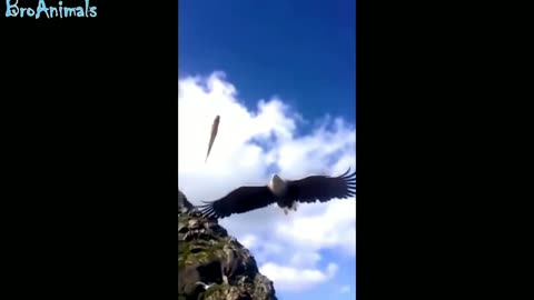 Eagle perfect catch fish in Air